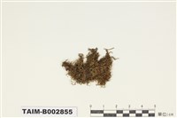 藏品(青苔科)的圖片